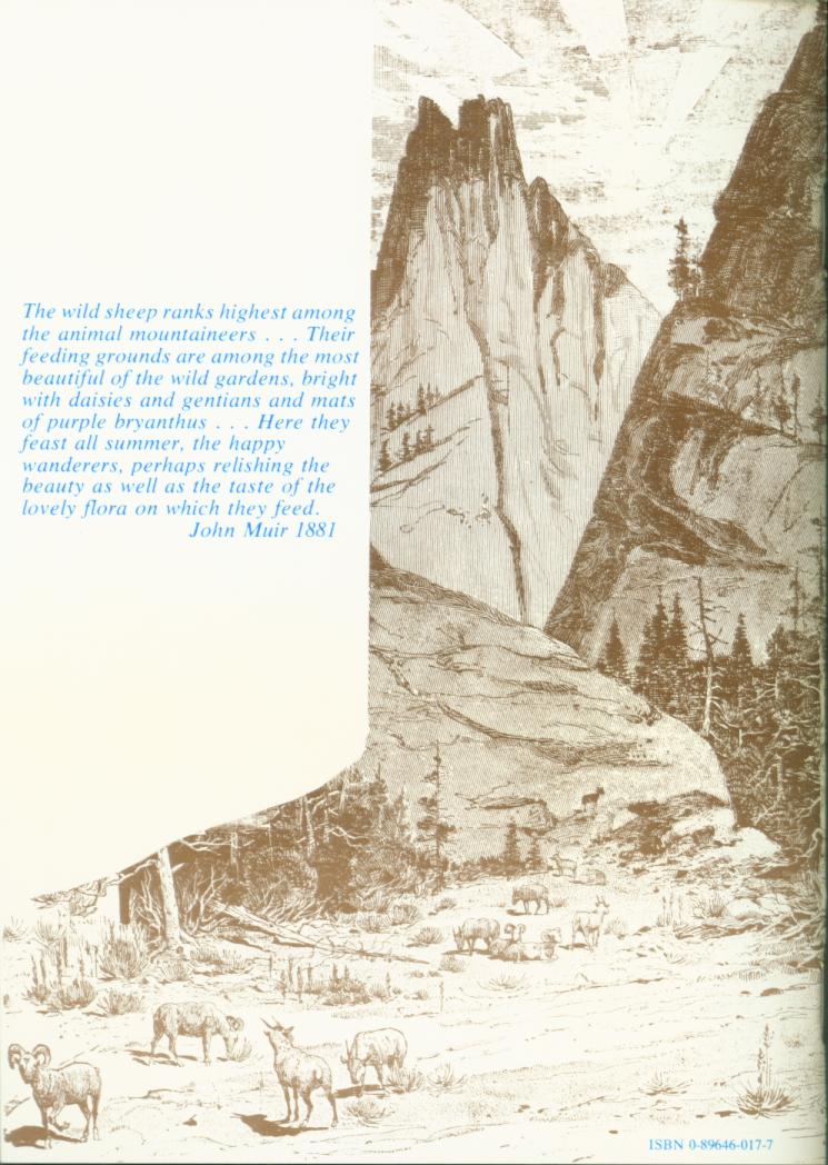 THE WILD SHEEP 1881.vist0017j